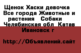 Щенок Хаски девочка - Все города Животные и растения » Собаки   . Челябинская обл.,Катав-Ивановск г.